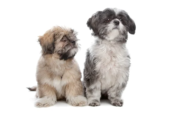 Lhaso 犬和西施犬 — 图库照片