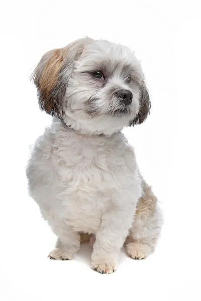 ブーマー、混合品種の犬 — ストック写真