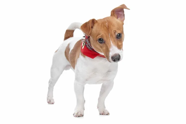 Jack Russel Terrier Hund — Stockfoto