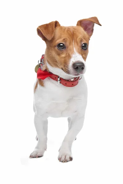 Jack Russel Terrier köpeği. — Stok fotoğraf