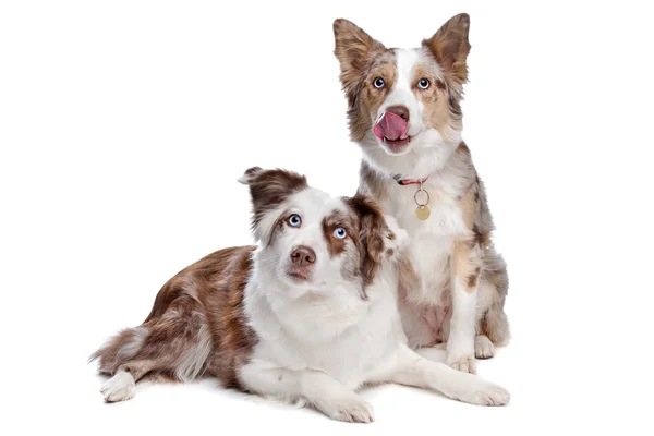 Två border collie hundar — Stockfoto