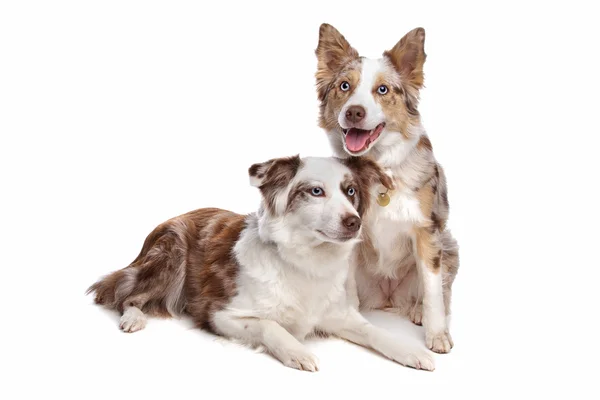 Två border collie hundar — Stockfoto