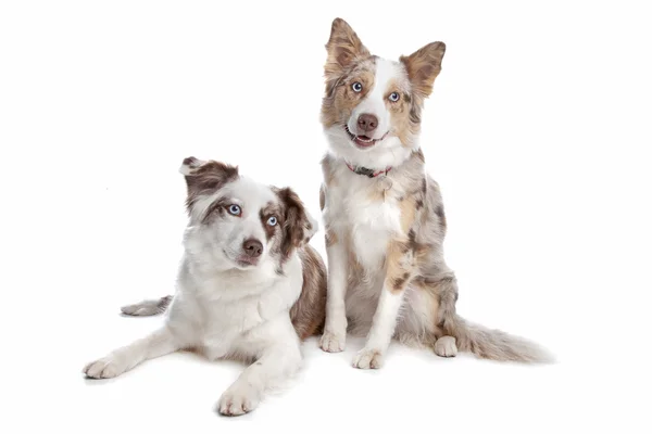 Two border collie dogs — Stok fotoğraf