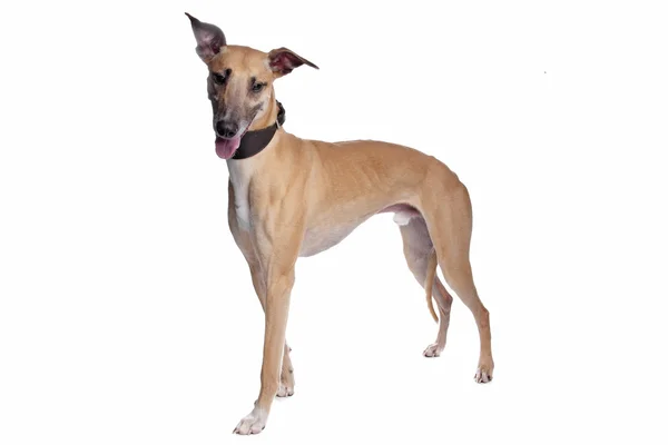 Whippet, Greyhound, cachorro galgo — Fotografia de Stock