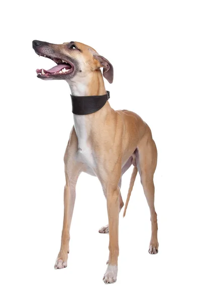 Greyhound, whippet, galgo hond — Stockfoto