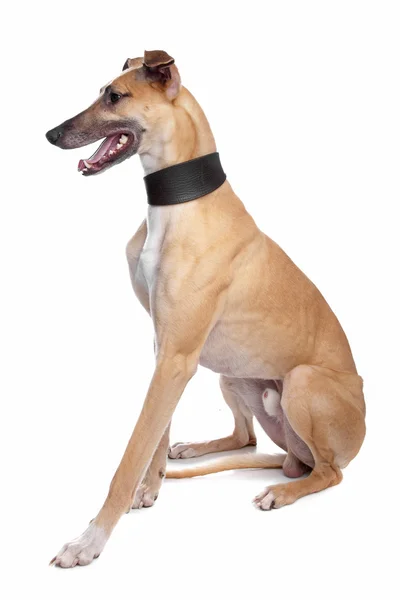 Greyhound whippet, galgo pies — Zdjęcie stockowe