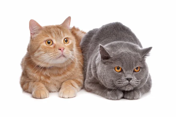 Blue British Shorthair and a red maine coon cat — Stock Photo, Image