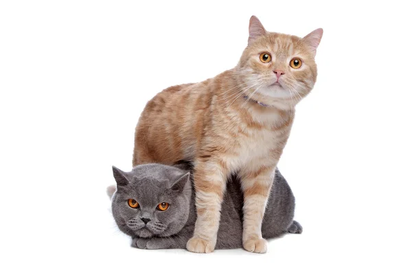 Blue British Shorthair and a red maine coon cat — Stock Photo, Image