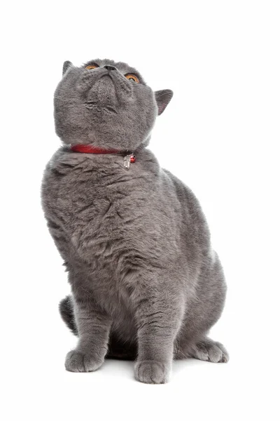 Blue British Shorthair cat — Stock Photo, Image