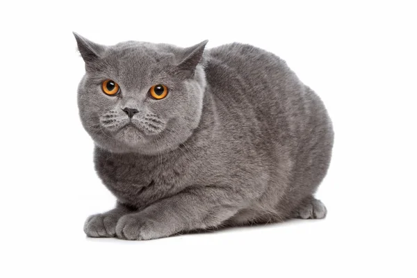 stock image Blue British Shorthair cat