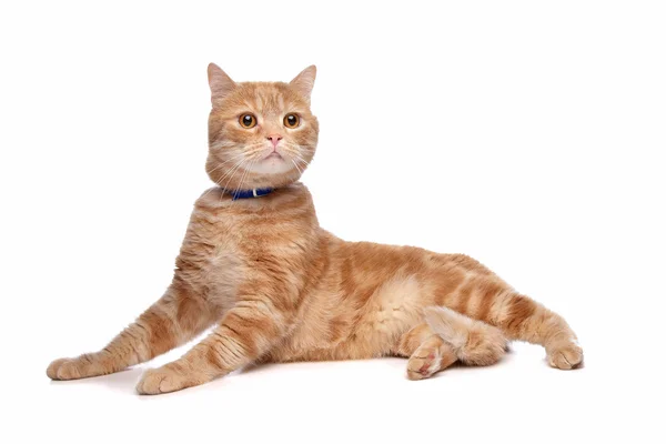 Red exotic short-haired maine coon — Stock Photo, Image