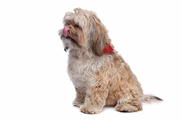 Stock image Boomer, mixed breed dog