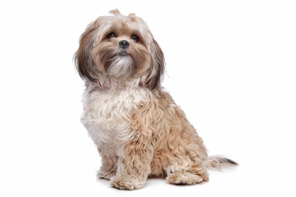 Бумер, смешанная порода собак — стоковое фото