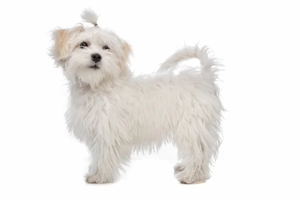 Fehér máltai kutya — Stock Fotó