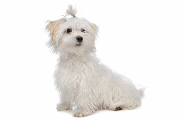 Bílé maltském pes — Stock fotografie