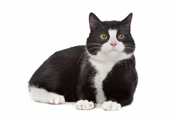 Fekete-fehér macska — Stock Fotó