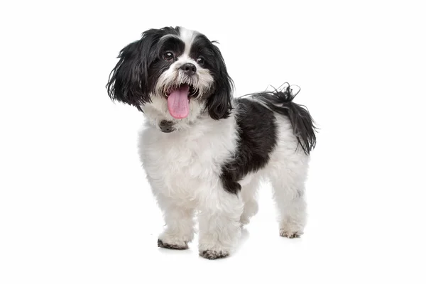 Boomer, mixed breed dog — Stock Photo, Image