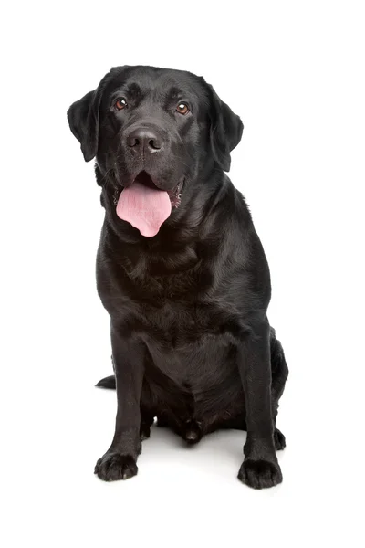 Labrador retrívr — Stock fotografie