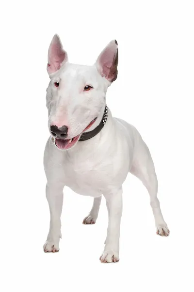 Bull terrier dog — Stock Photo, Image