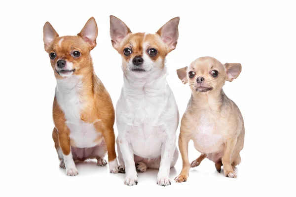 Três cães chihuahua — Fotografia de Stock