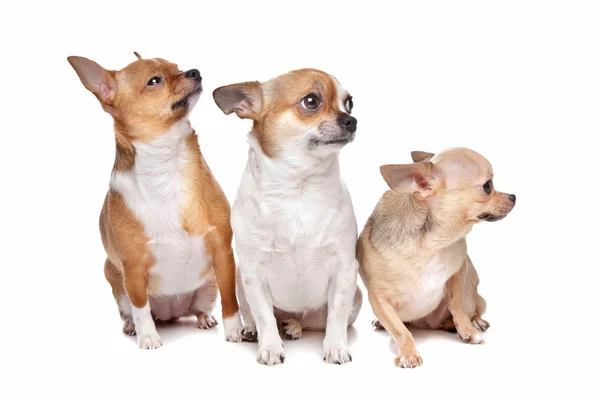 Tre cani chihuahua — Foto Stock