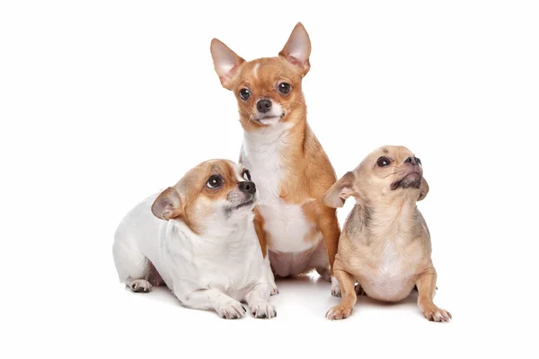 Three chihuahua dogs — Stock Photo, Image