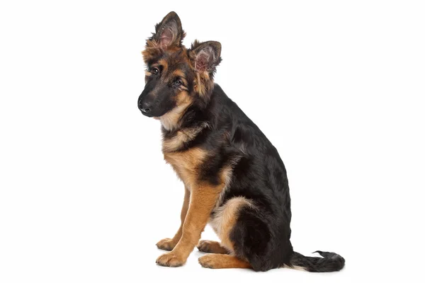 German Shepherd puppy — Stock Photo, Image
