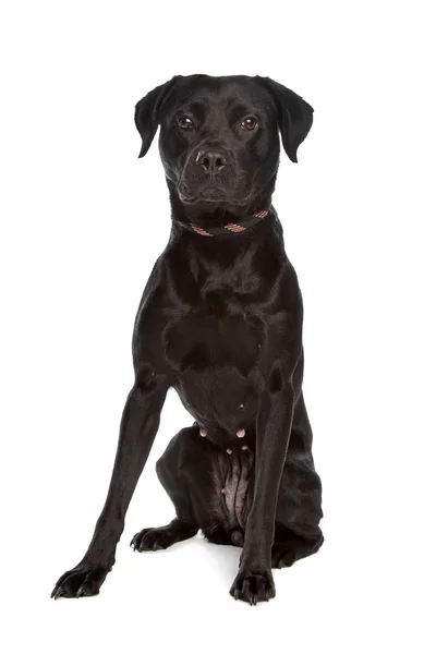 Psa rasy mieszanej, czarny — Zdjęcie stockowe