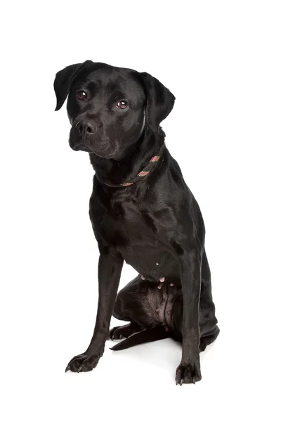 Blandras svart hund — Stockfoto