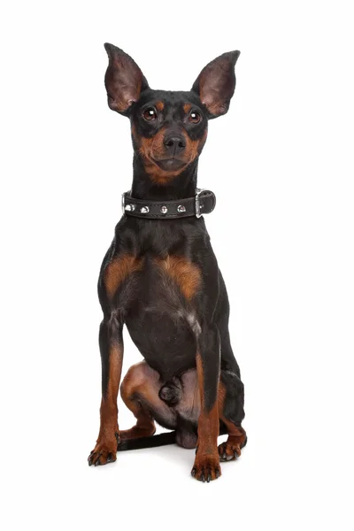 Pinscher miniature — Photo