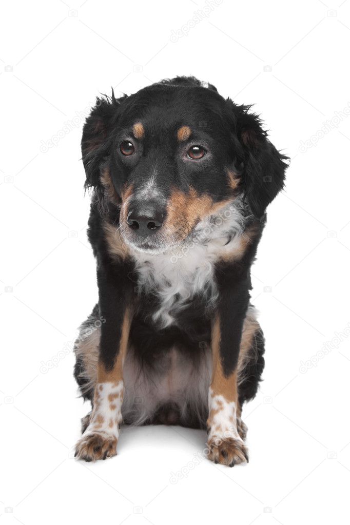 Mixed breed dog, kooiker, Frisian Pointer — Stock Photo © eriklam