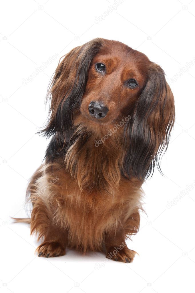 long haired standard dachshund