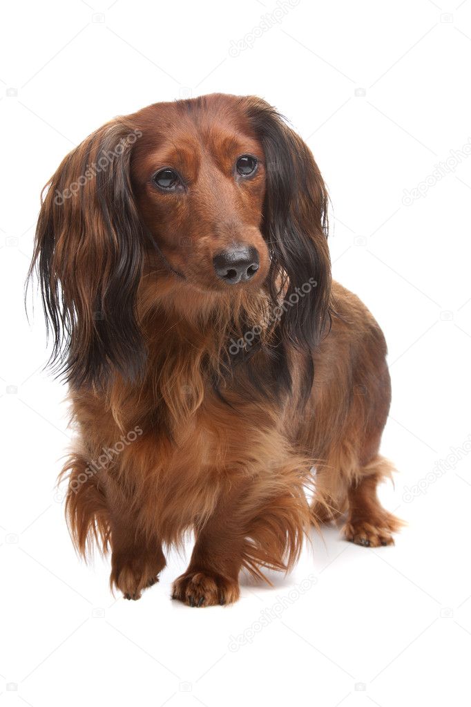 Standard long haired Dachshund Stock Photo by ©eriklam 5574451
