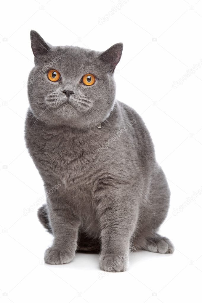 Blue British Shorthair Cat Stock Photo C Eriklam 5574554