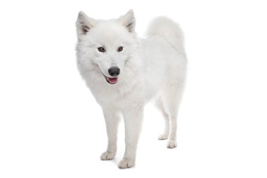 Samoyed dog