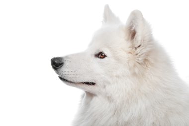 Samoyed dog