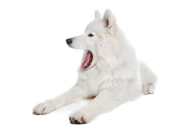 Samoyed dog