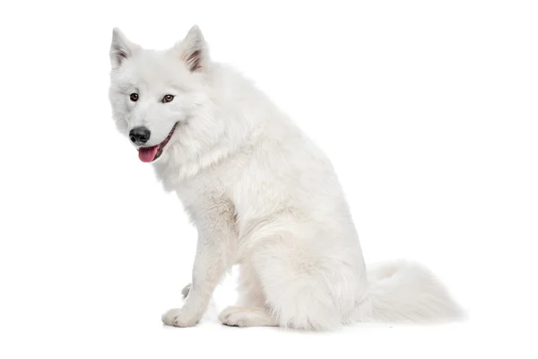 Samoyed σκυλί — Φωτογραφία Αρχείου