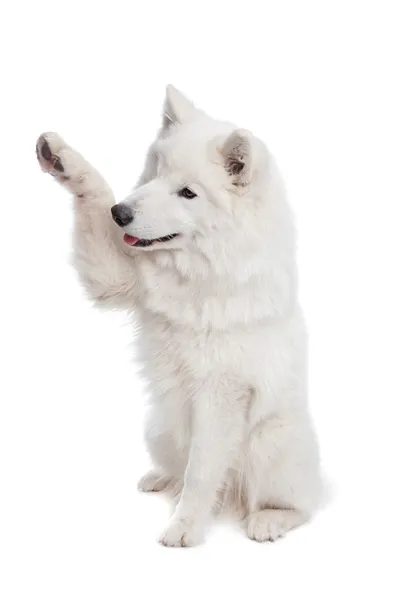 Samoyed dog — Stock Photo, Image