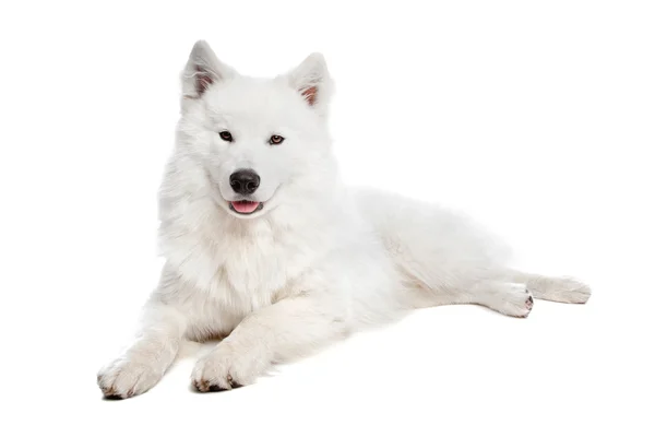 Samoyed собака — стокове фото