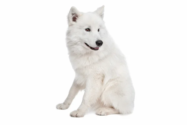 Samoyed собака — стокове фото
