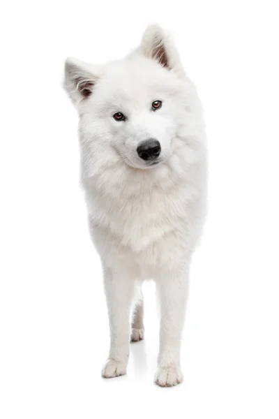 Samojed pes — Stock fotografie