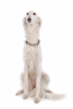 Silken Windhound clipart