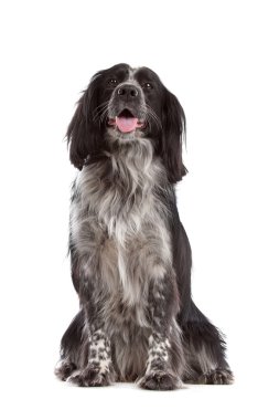 Mixed breed dog.border collie, cocker spaniel clipart