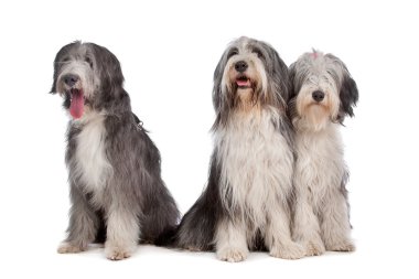 Three Bearded Collie dogs clipart