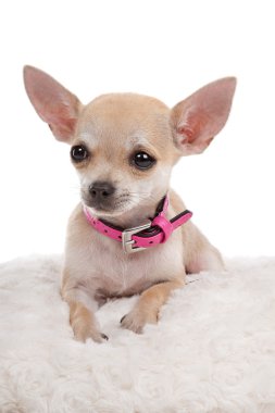 Chihuahua