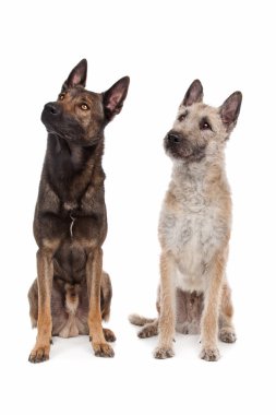 Two Belgian shepherd dogs clipart