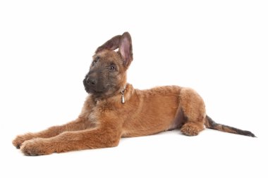 Belgian Shepherd Dog ,Laekenois clipart