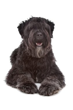 Bouvier des Flandres