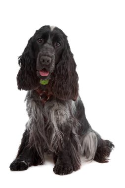 İngiliz cocker spaniel köpek